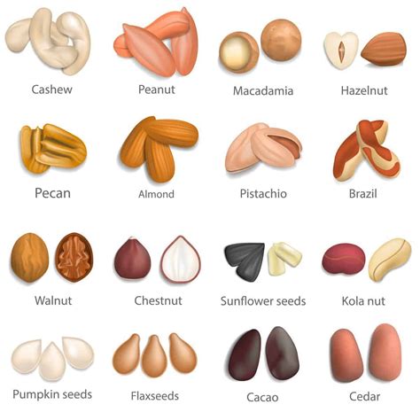 35 Different Types of Nuts and Seeds | Nuts and seeds, Different nuts, Nuts