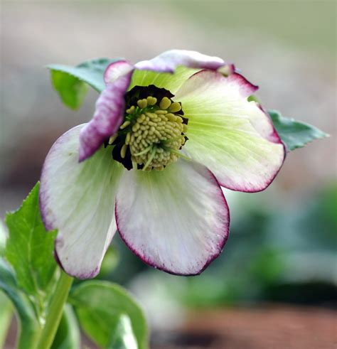 Penn State Extension Philadelphia Master Gardeners : Hellebores ...