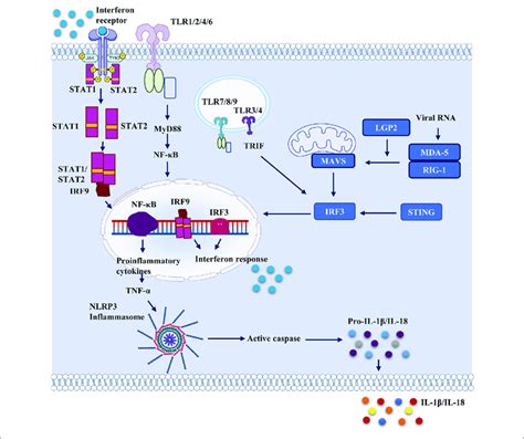 Important Pattern Recognition Receptors And Cellular Proteins Which