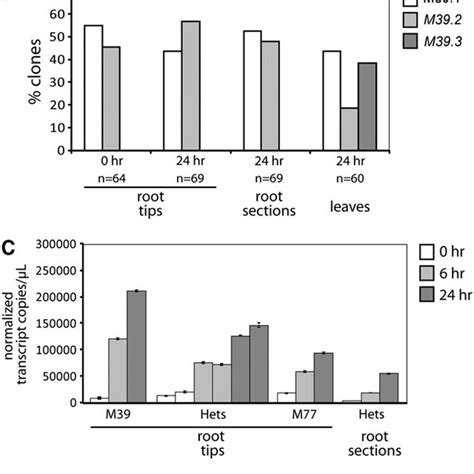 —expression Analyses Of Rye Almt1 Homologs A And B Represent One Download Scientific Diagram