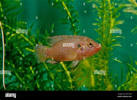 Hemichromis Lifalili Common Name Blood Red Jewel Cichlid Is A Species