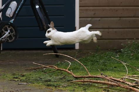 Flying bunny : aww