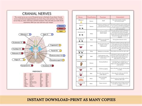 Cranial Nerves Cranial Nerves Sheet Cranial Nerves Nursing Study