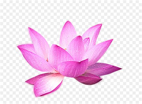 Nelumbo Nucifera Egyptian Lotus Flower Clip Art Floral Png Png