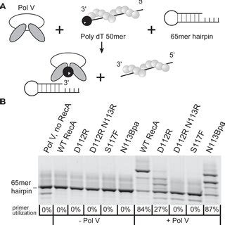 The Four Cellular Functions Of The RecA Protein In Escherichia Coli