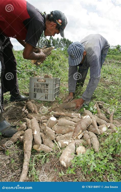 Cassava Harvesting For Flour Production Editorial Photography Image