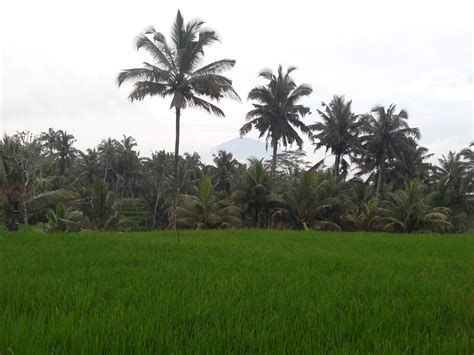 Luas Tanam Padi Gianyar Belum Capai Target Kilas Bali