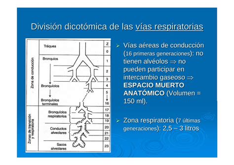 Pdf Fisiologia Respiratoria Dokumen Tips