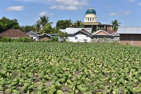 Curah Hujan Tinggi Ribuan Hektare Tanaman Tembakau Di Lombok Timur