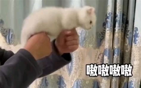 搞笑猫咪，你能忍住几秒不笑 Bilibilib站无水印视频解析——yiuios易柚斯