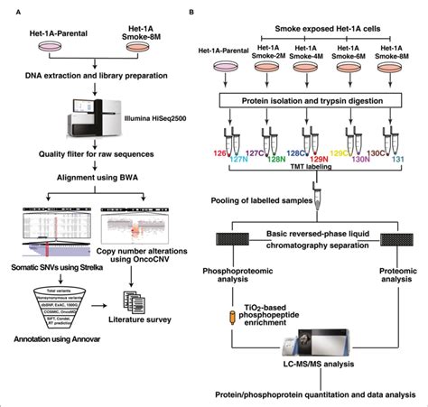 Workflow Employed For Exome Sequencing Proteomic And Download