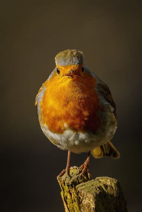 Robin Pennington Flash Bunting Hide Colin Ball Flickr