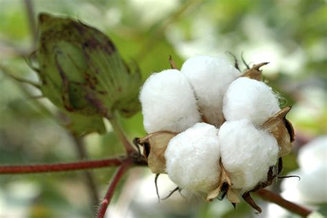 Cotton Fibre, What Is Cotton - Tekstil Sayfası