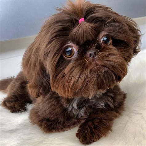 Liver Shih Tzu: A Rare and Beautiful Coat Color