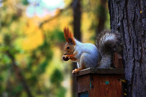 🔥 40 Squirrel Wallpapers For Desktop Wallpapersafari