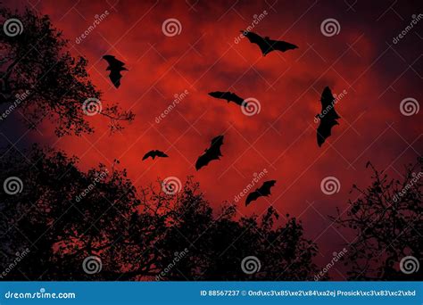 Night Wildlife With Bats Giant Indian Fruit Bat Pteropus Giganteus