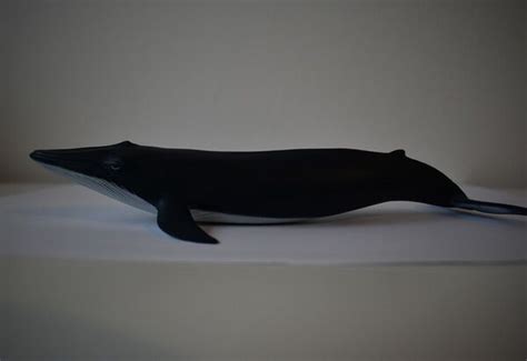 Papo 56041 Blue Whale calf - Toy Animal Wiki