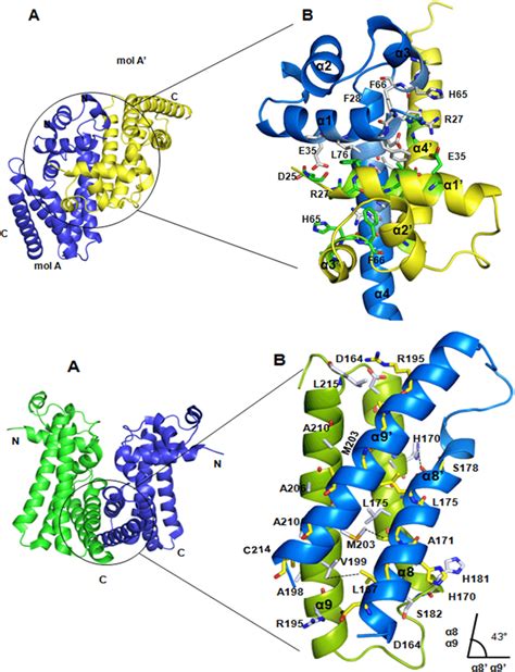 Structural view of dimerization interfaces. A) The canonical dimer ...