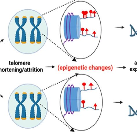 Epigenetic Changes In Chromatin In Immune Cells Lead To Alternations In