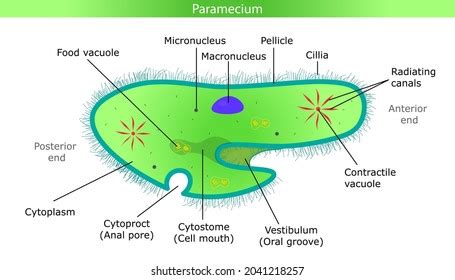 Diagram Paramecium Labeled Parts Stock Vector (Royalty Free) 2041218257 | Shutterstock