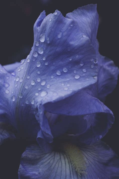 400000 Free Rain Flowers And Rain Images Pixabay