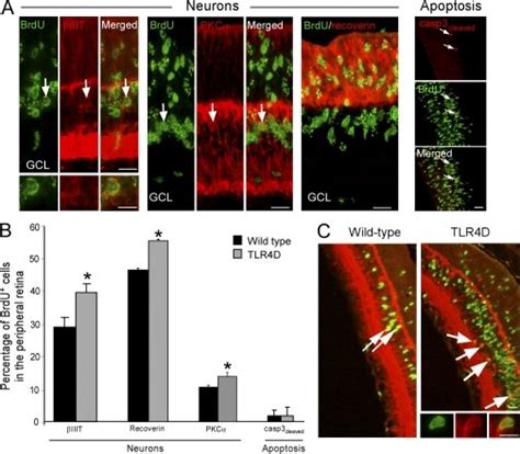 Deficiency In TLR4 In The Early Postnatal Retina Results In Increased