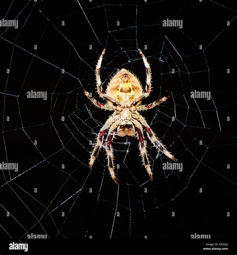 Garden Orb Weaver Spider Web | Fasci Garden