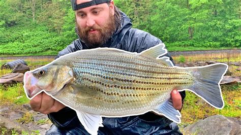 Fishing The Ohio River For Monster Hybrid Striped Bass Youtube