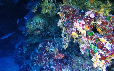 Bellissima La Calabria Anche In Fondo Al Mar Spettacolare Parco Marino