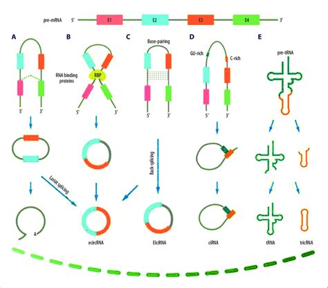 Biogenesis Of Circular RNAs 23 A Lariat Driven Circularization