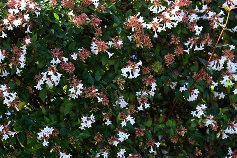 How To Grow And Care For Glossy Abelia Plant Linnaea X Grandiflora