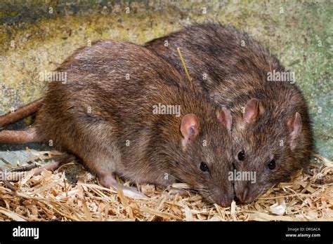 Brown Rats Hi Res Stock Photography And Images Alamy