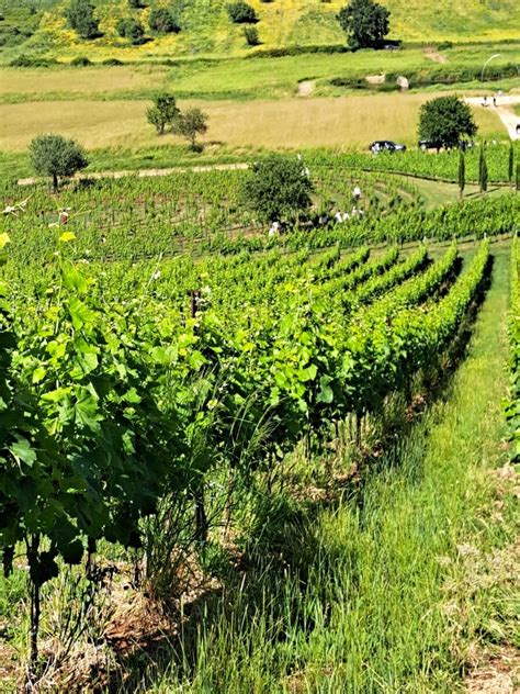 I VINI DELLA STRADA DI LATINA AisLazio Sezione Territoriale Del Lazio