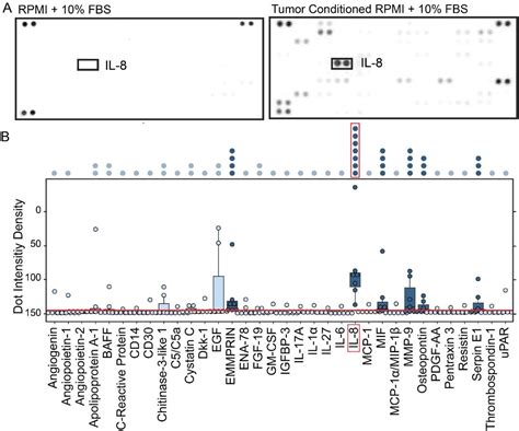 Proteome Profiler Assay Human Xl Cytokine Array Kit Randd Systems Bioz