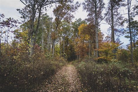 Hike Trail D In The Fall The Best Kept Secret In Brown County State Park Hiking Illustrated