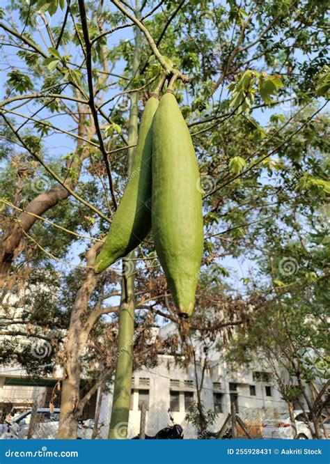 Kapok Capoc Cotton Seed Pods On Silk Cotton Tree Stock Image Image Of Tree Cream 255928431