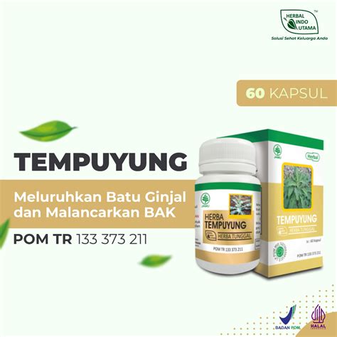 Jual Herbal Indo Utama Tempuyung 60 Kapsul BPOM Original HIU