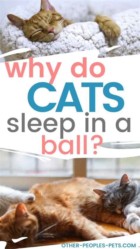 Why Do Cats Sleep In A Ball Other People S Pets