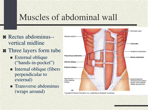 Ppt Abdominal Wall And Cavity Powerpoint Presentation Free Download