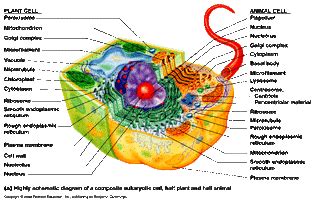 UNIT ONE: Cell and Cell Division - AICE Biology Cambridge Portfolio 