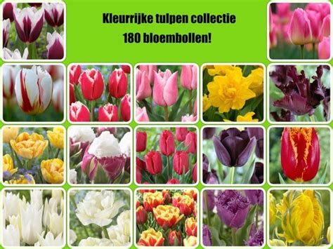 Speciale Tulpen Collectie Bloembollen Bol