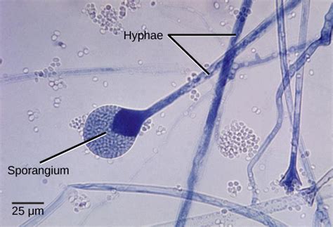 24.1C: Fungi Reproduction - Biology LibreTexts