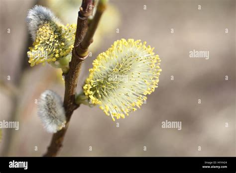 Blossoming Buds On Pussy Willow Against Dry Grass Background Stock