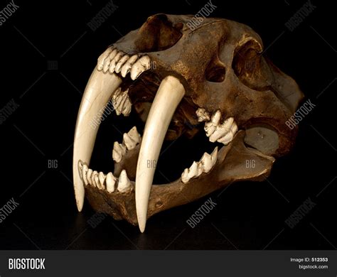 Saber Tooth Tiger Skull Image & Photo | Bigstock