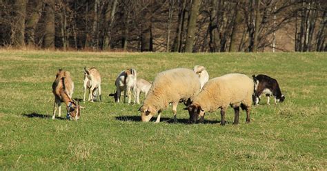 Sheep vs. Goat: 10 Key Differences Explained | Kalmbach Feeds®