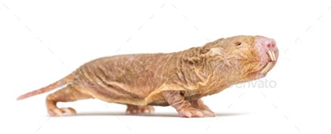 Side View Of A Naked Mole Rat Hairless Rat Isolated On Wihte Stock Photo By Lifeonwhite