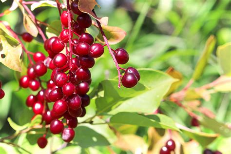 How to Forage and Identify Chokecherry, A Native North American Berry