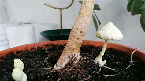 Pilzebefall im Blumentopf Das müssen Sie jetzt tun