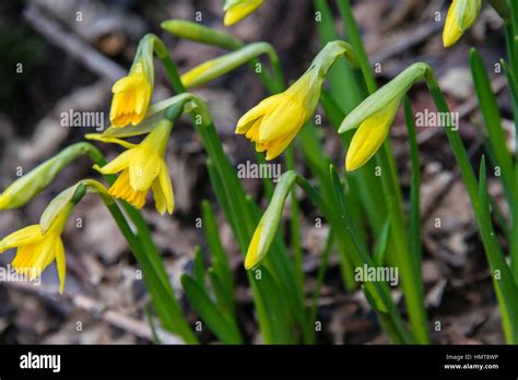 A Bunch Of Daffodils Growing Wild In Wales Stock Photo Alamy