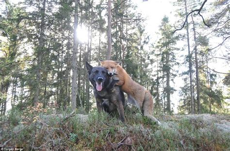 A dog and a fox are best friends : aww